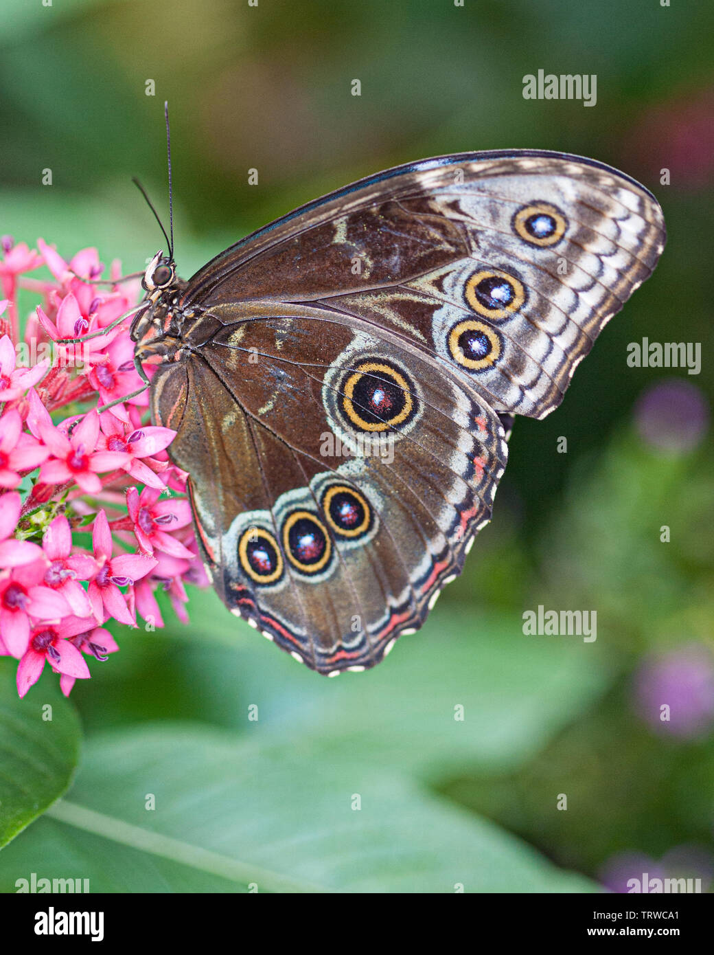 Blue Morpho Butterfly Foto Stock