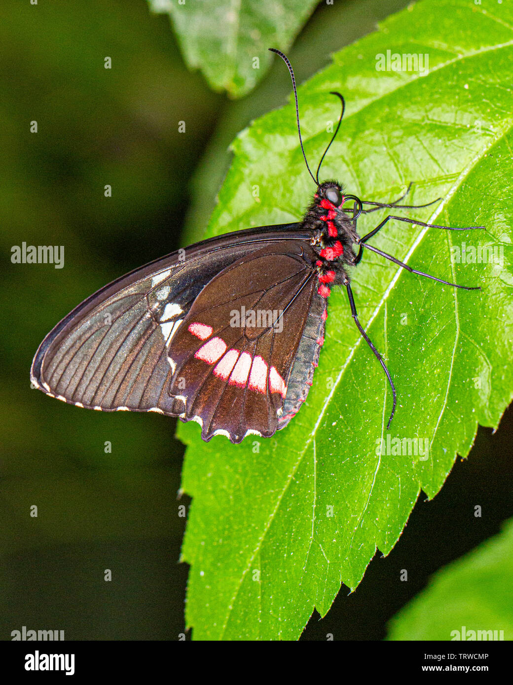 Una farfalla su una foglia Foto Stock