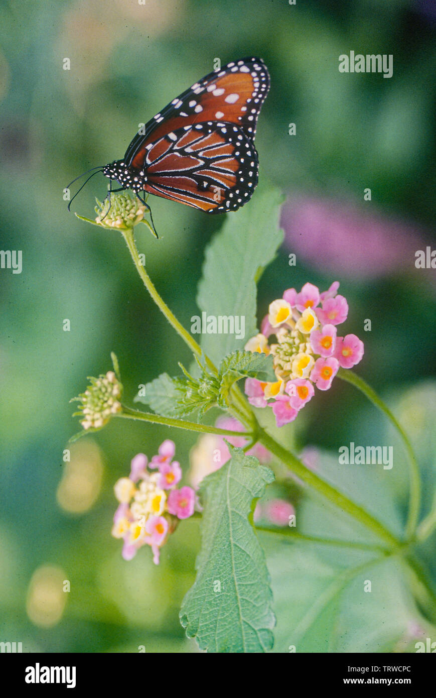 Farfalla monarca Foto Stock