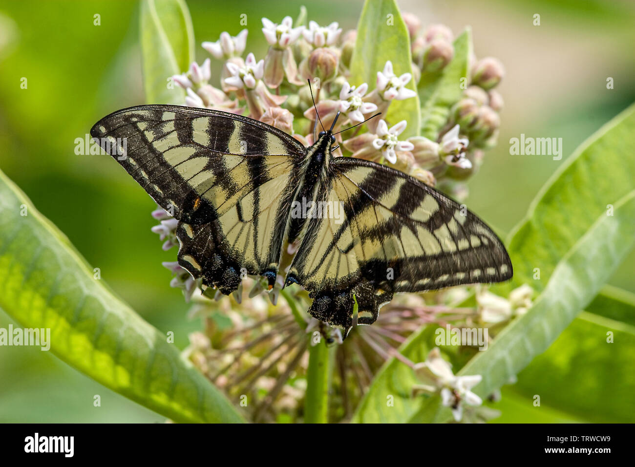 Orientale a coda di rondine di tiger butterfly Foto Stock