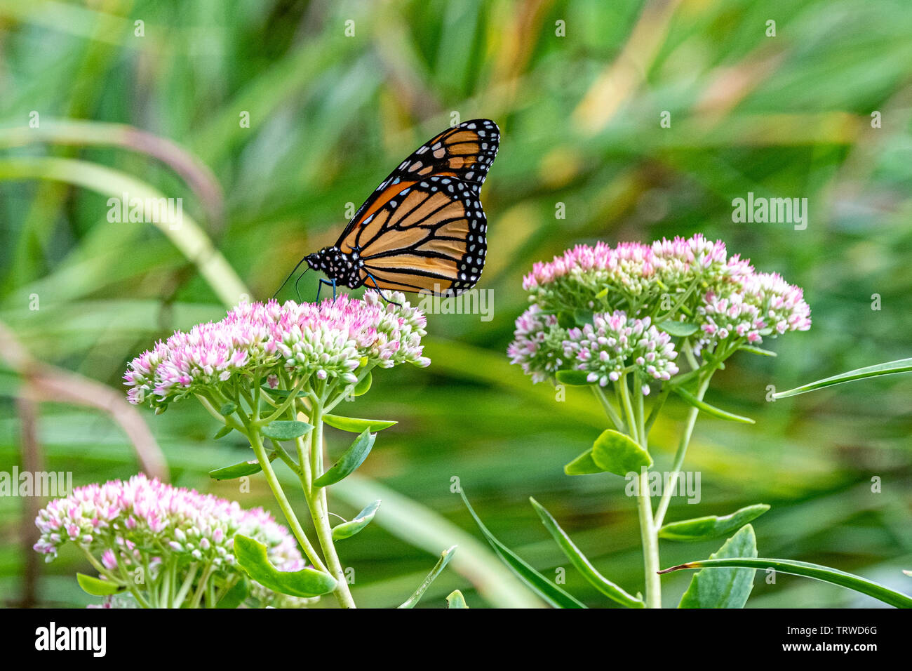 Farfalla monarca Foto Stock