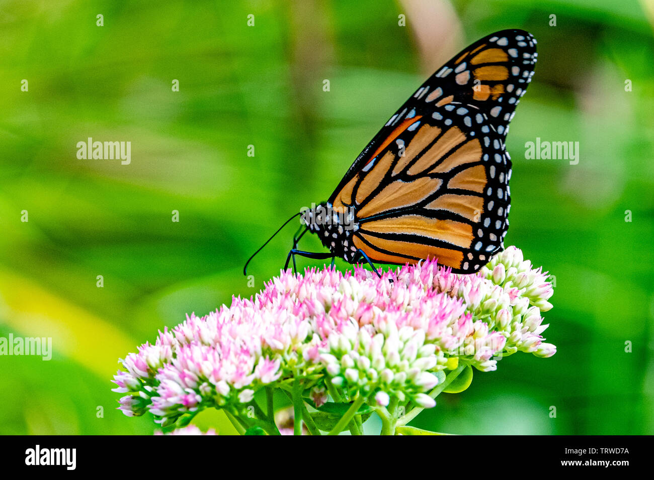 Farfalla monarca Foto Stock