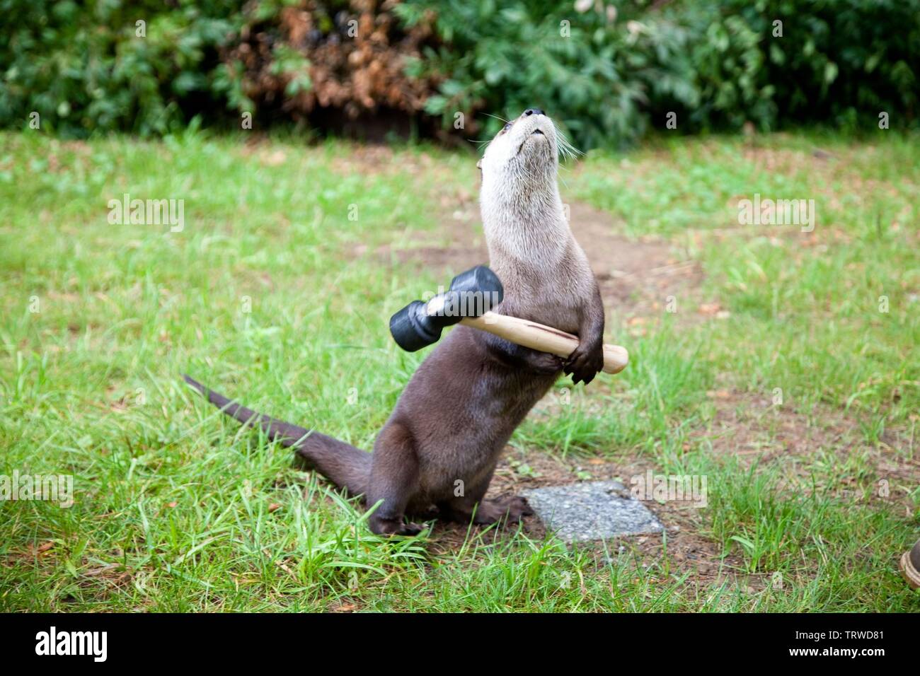 Un peloso vendetta (2010). Copyright: solo uso editoriale. No merchandising o copertine di libri. Questa è una distribuita pubblicamente handout. I diritti di accesso soltanto, senza licenza di copyright fornite. Solo per essere riprodotto in concomitanza con la promozione di questo film. Credito: PARTECIPANTE MEDIA/SUMMIT ENTERTAINMENT / Album Foto Stock