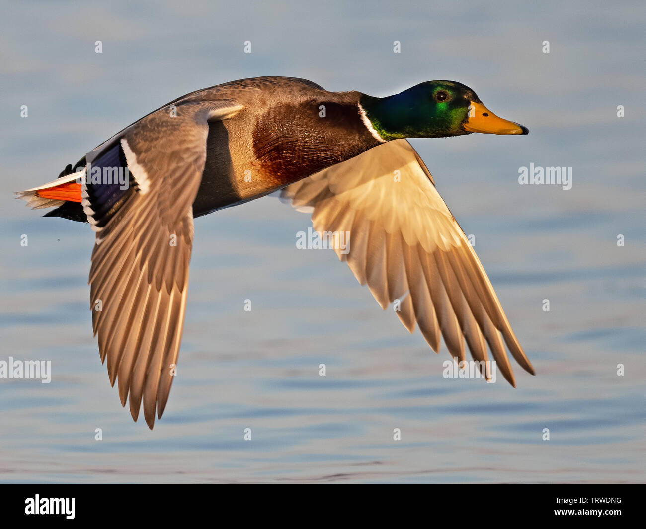 Maschio di Mallard Duck in volo Foto Stock