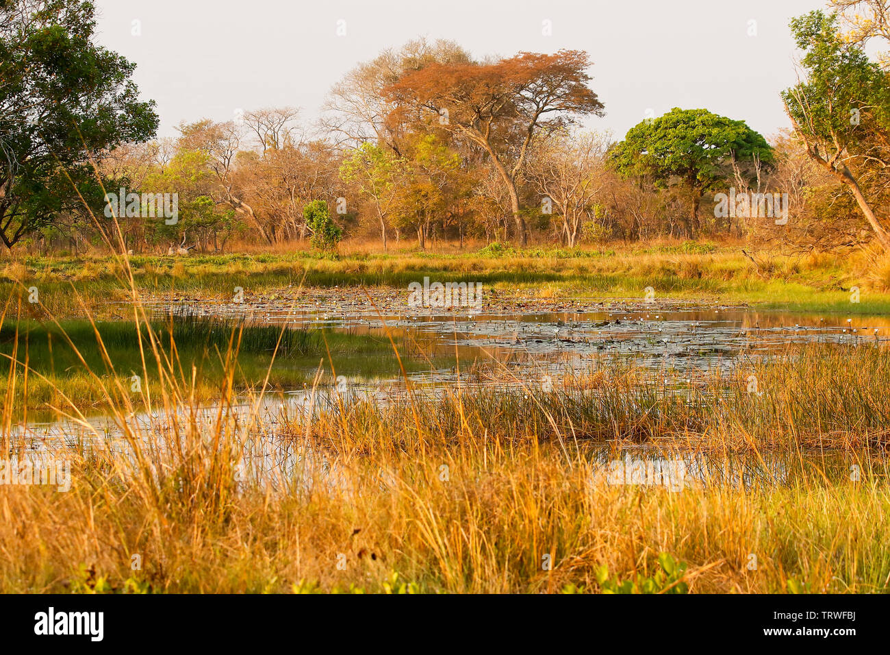 Lago nel Parco Nazionale di Kafue. Zambia Foto Stock