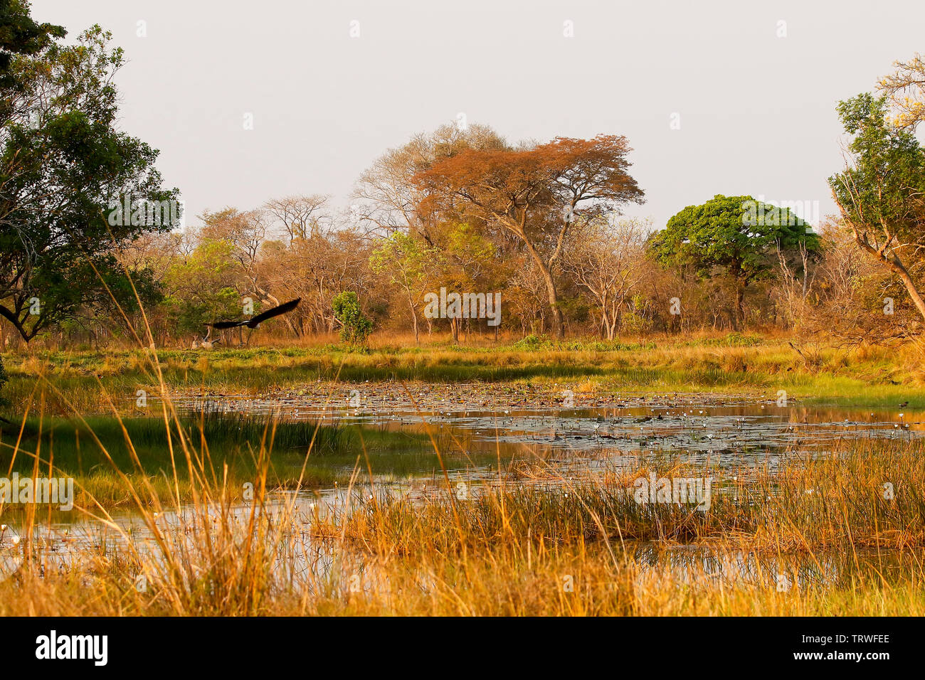 African fish eagle (Haliaeetus vocifer) volare su un lago nel Parco Nazionale di Kafue. Zambia Foto Stock