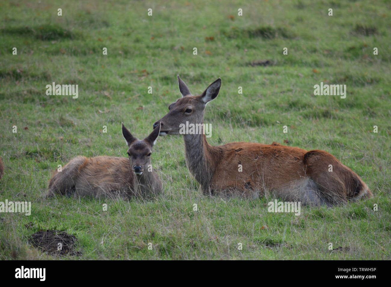 Il cervo a Tatton Park, Cheshire, Regno Unito Foto Stock