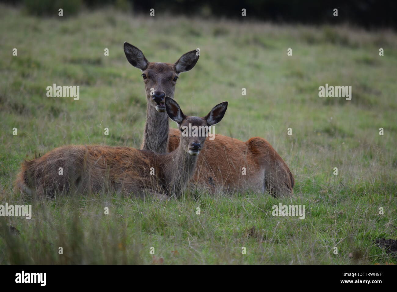 Il cervo a Tatton Park, Cheshire, Regno Unito Foto Stock