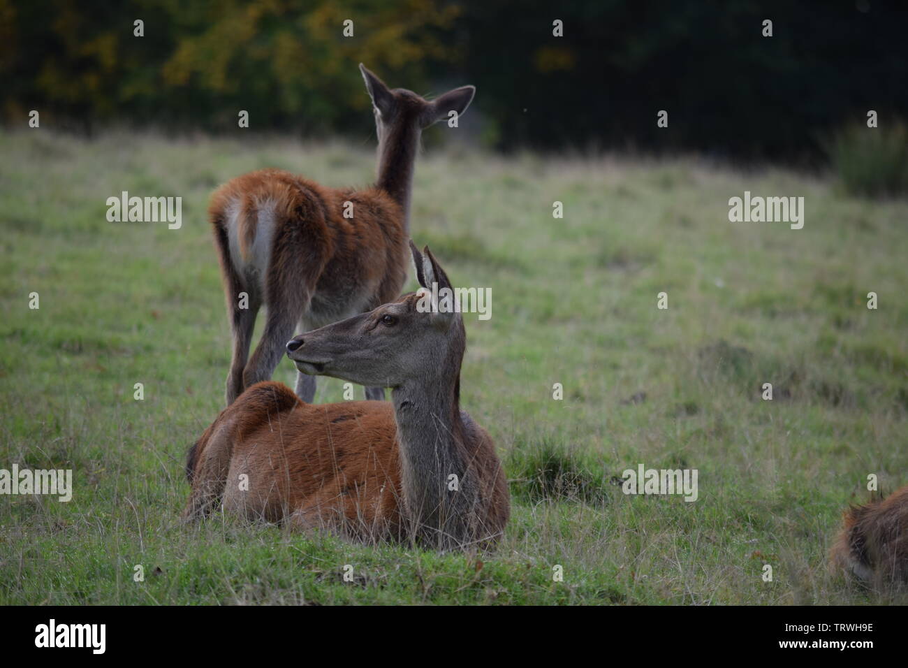 Il cervo a Tatton Park, Cheshire, Regno Unito Foto Stock