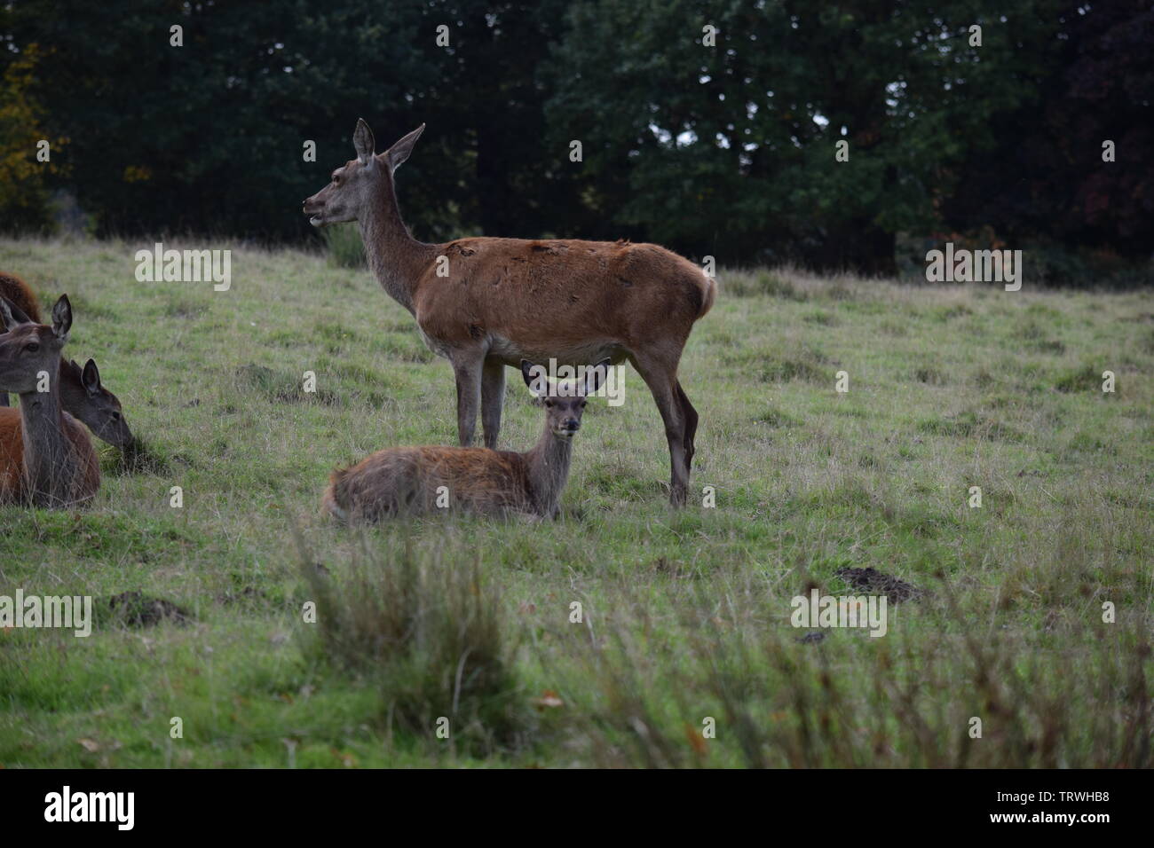 Il cervo a Tatton Park, Cheshire, Regno Unito Foto Stock