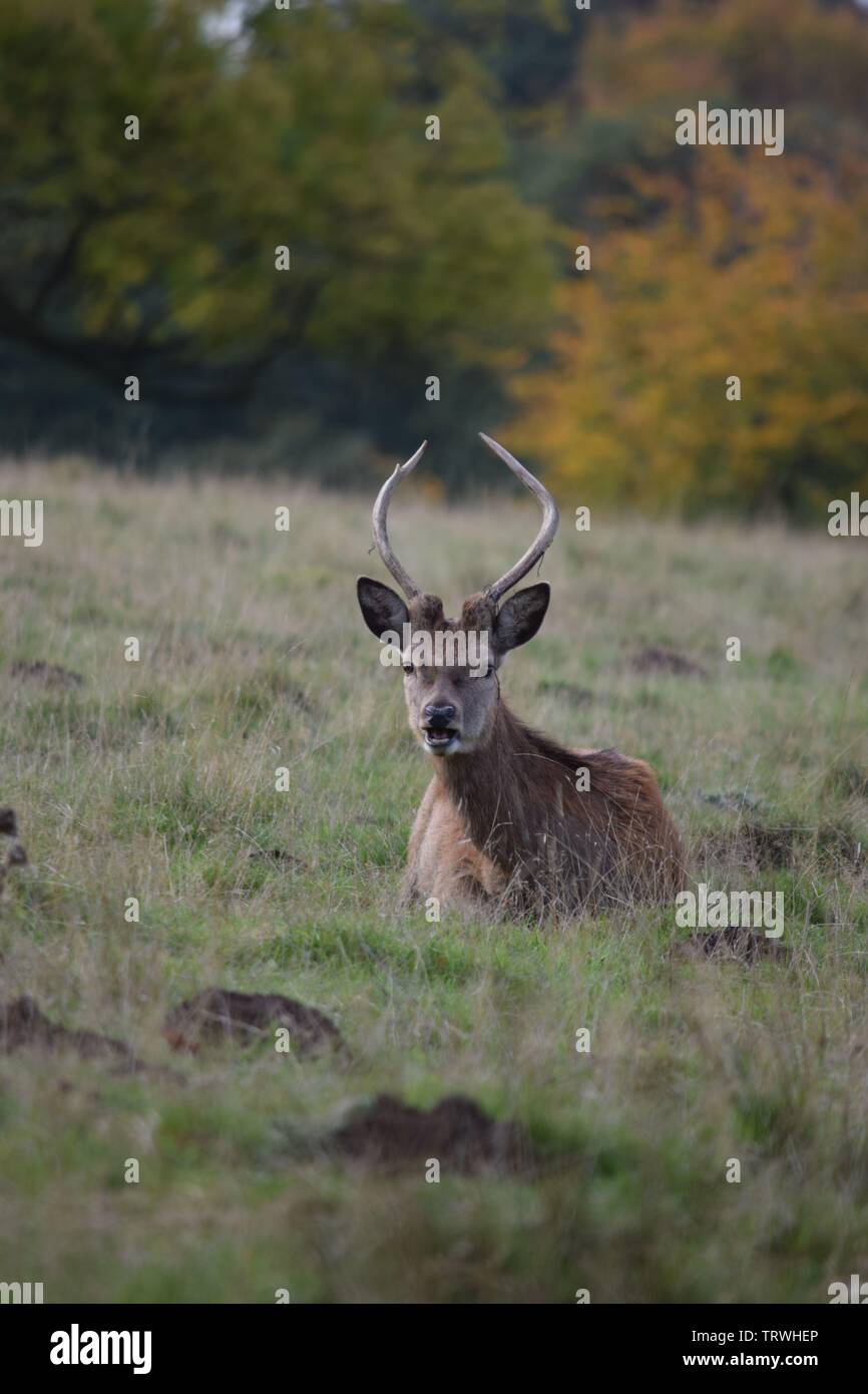 Il cervo a Tatton Park, Cheshire, Regno Unito Foto Stock