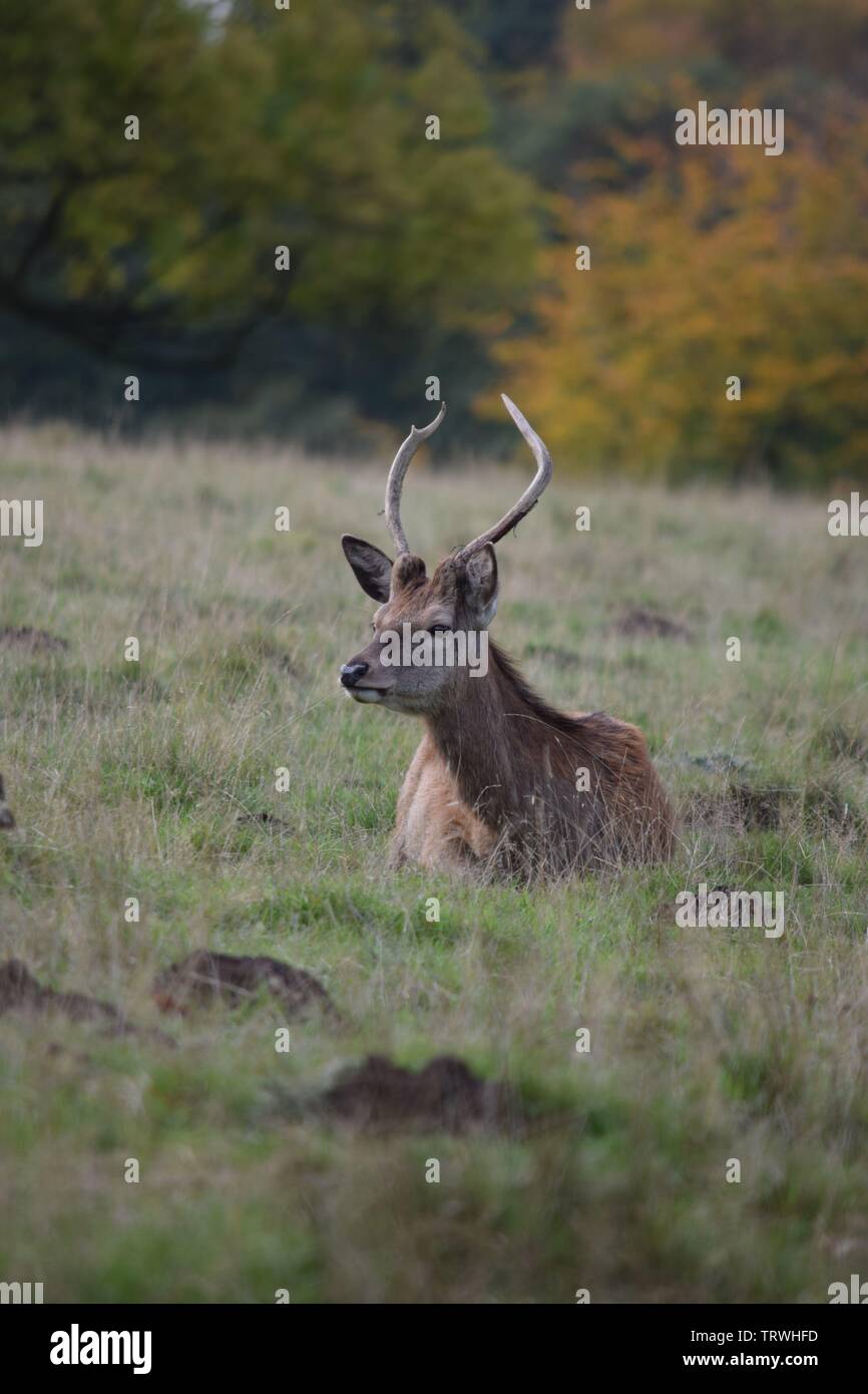 Il cervo a Tatton Park, Cheshire, Regno Unito Foto Stock