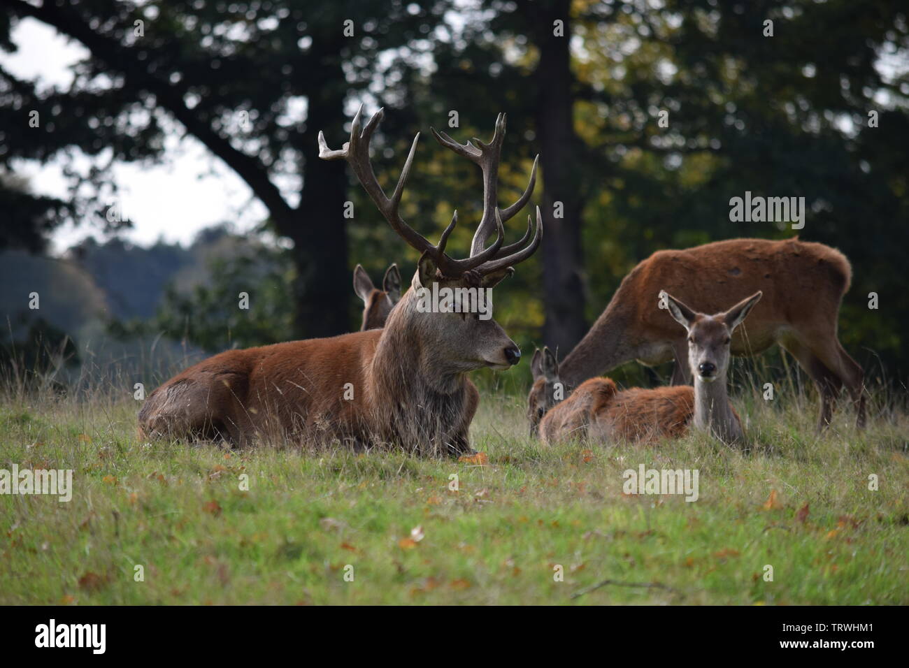 Il cervo a Tatton Park, Cheshire, Regno Unito Foto Stock