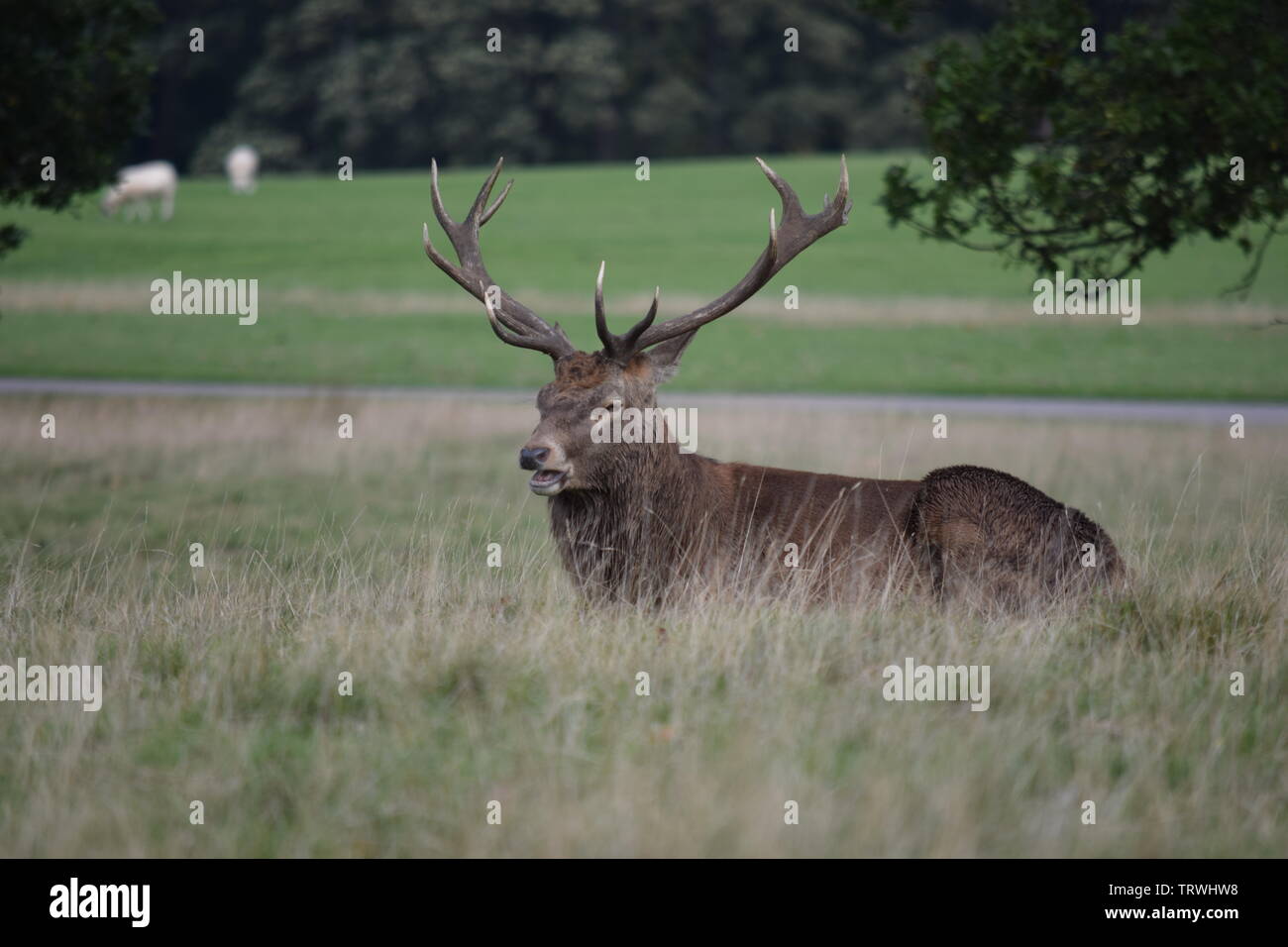 Il cervo a Tatton Park, Cheshire, Regno Unito Foto Stock