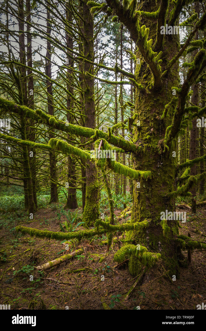 Alberi a Capo Sebastian membro Scenic Corridoio, un parco statale negli Stati Uniti stato dell'Oregon, gestiti dalla Oregon Parchi e Ricreazione dipartimento. Foto Stock