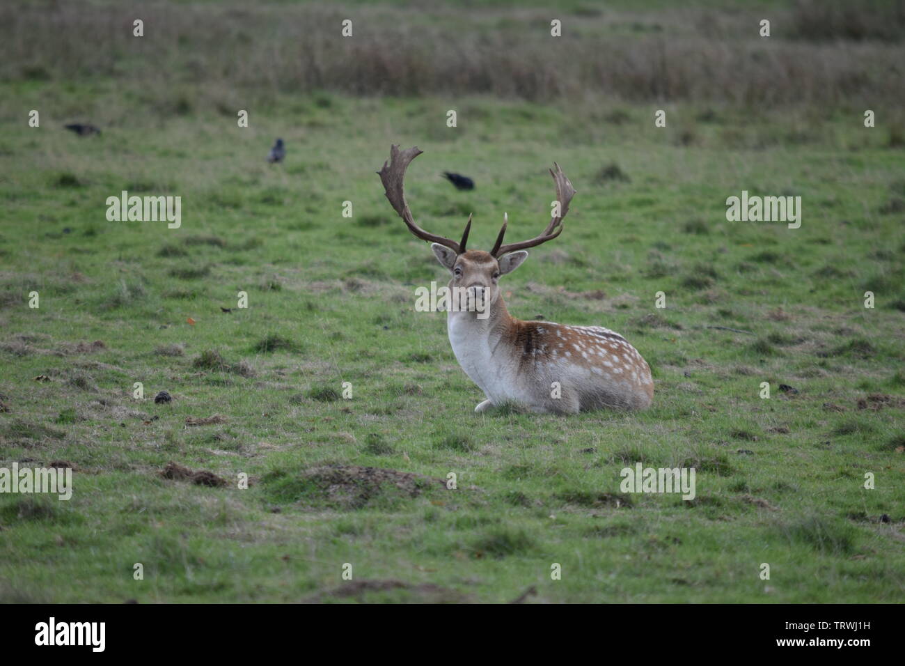 Il cervo a Tatton Park, Cheshire, Regno Unito Foto Stock