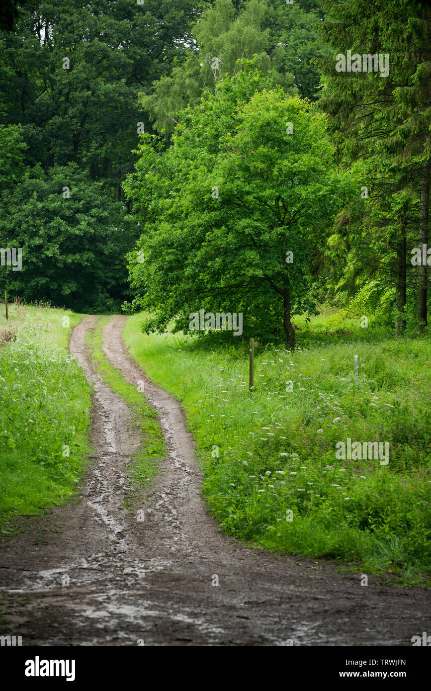 Percorso in pioggia britannica Woodland Foto Stock