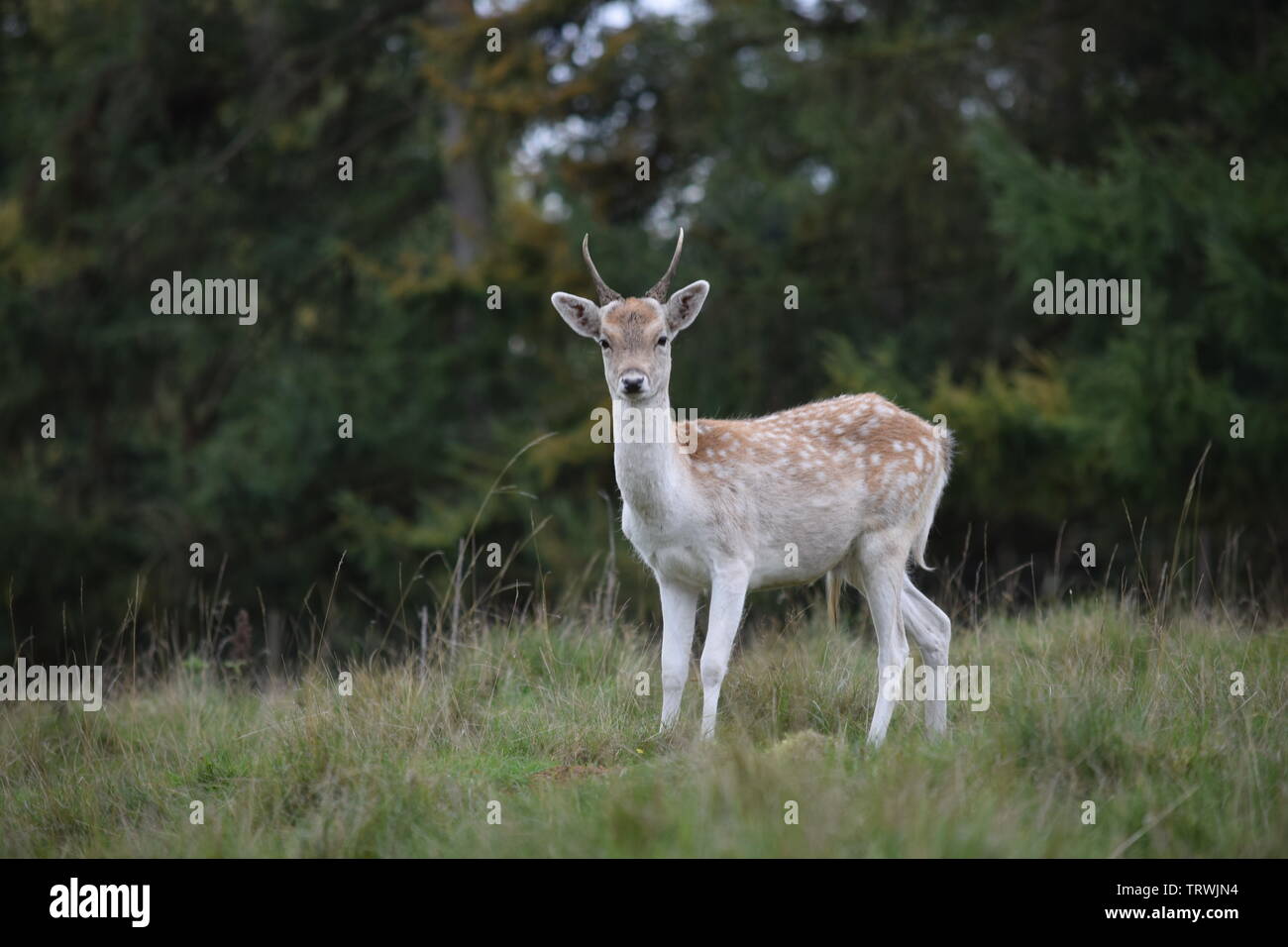 Il cervo a Tatton Park, Cheshire, Regno Unito Foto Stock