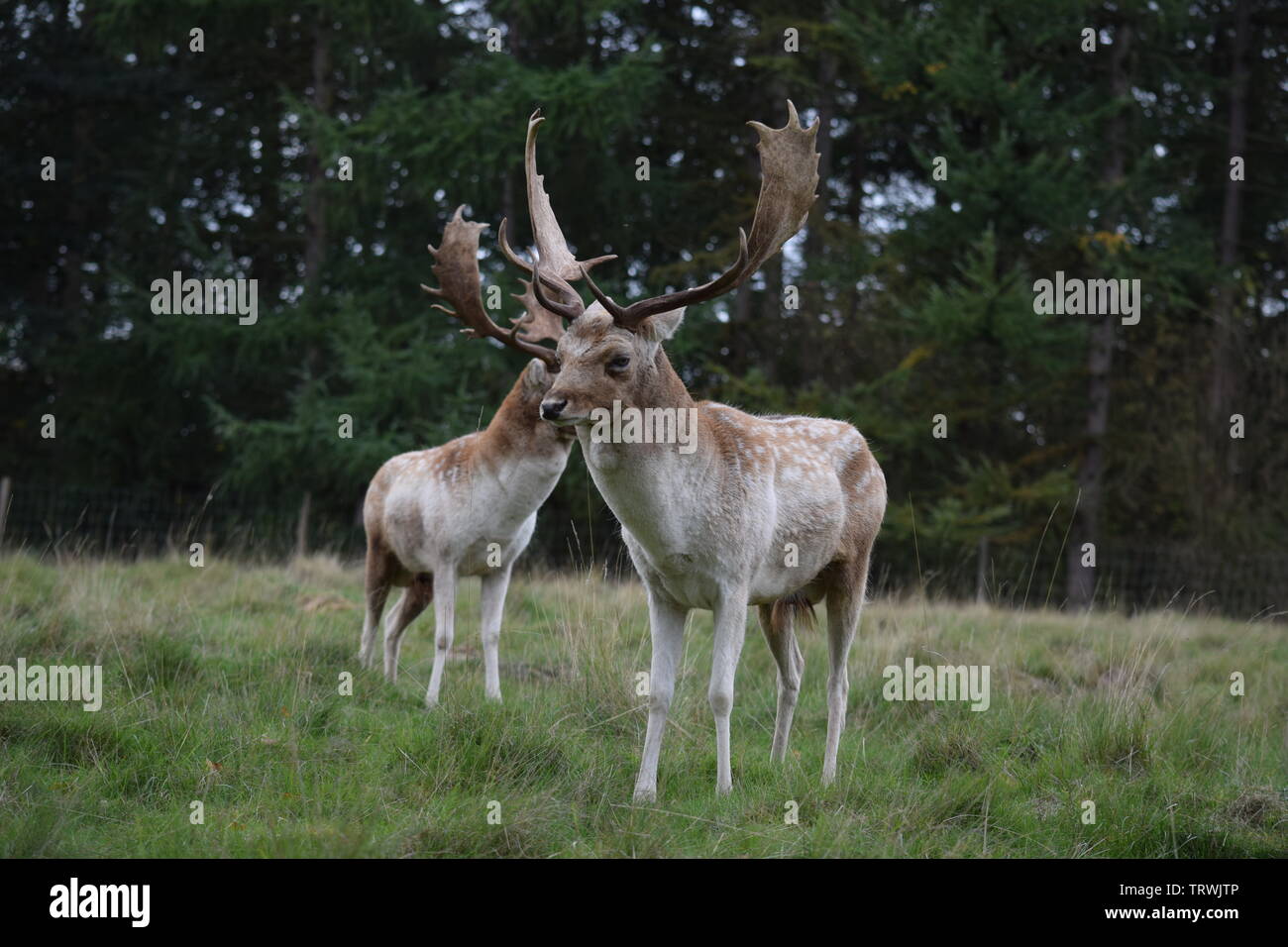 Il cervo a Tatton Park, Cheshire, Regno Unito Foto Stock