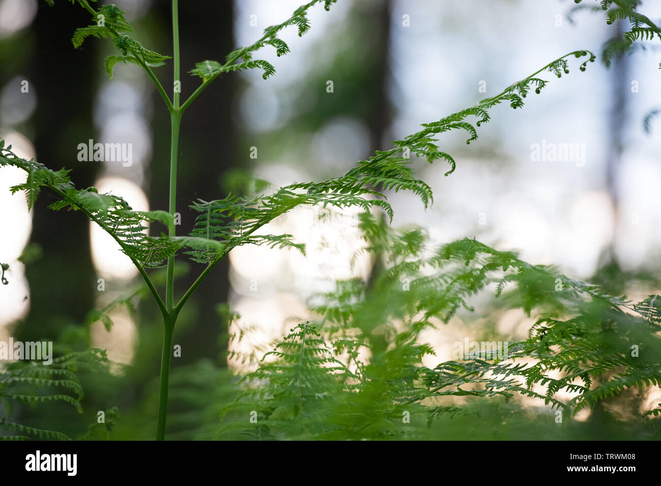 Felce in British Woodland Foto Stock