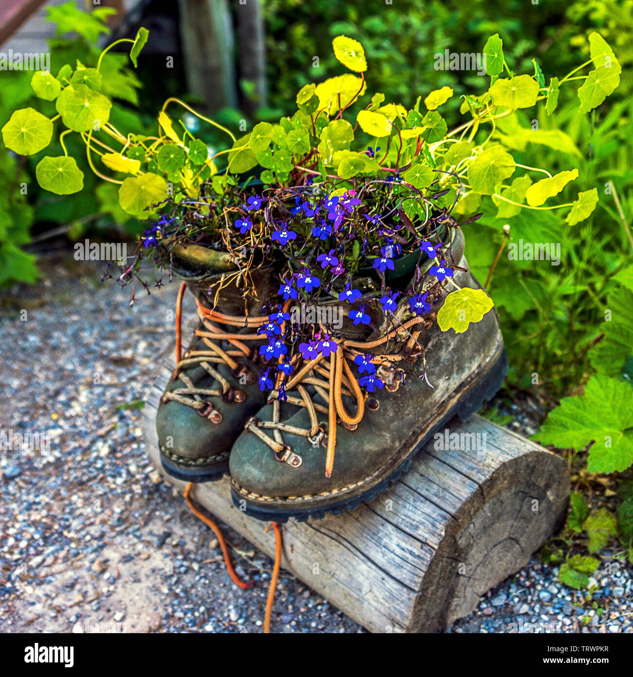 Posies in un Boot Foto Stock