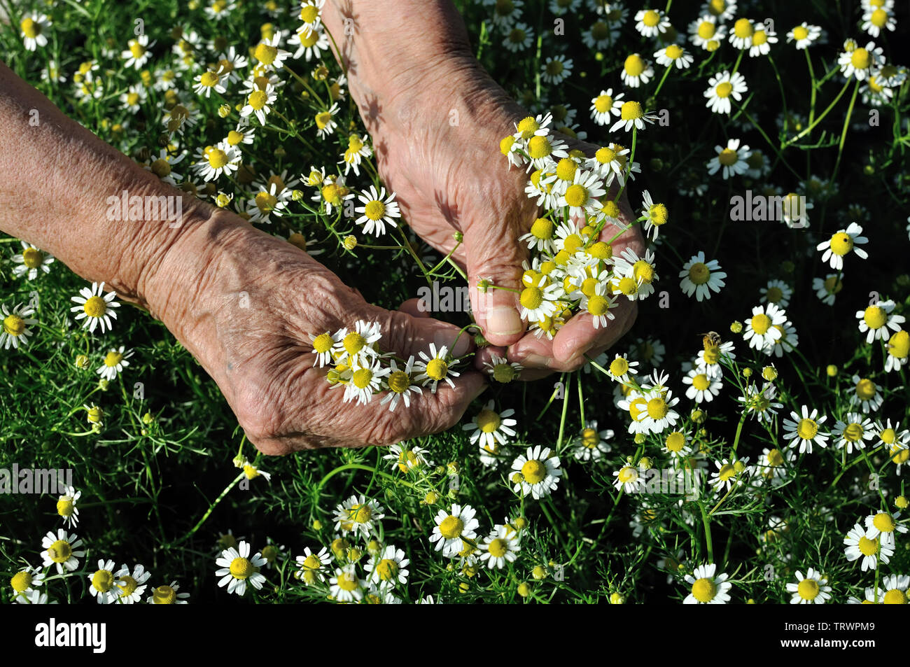 Primo piano delle mani della donna senior, picking fioritura camomilla fiori di campo (Matricaria chamomilla) - fiori omeopatico Foto Stock
