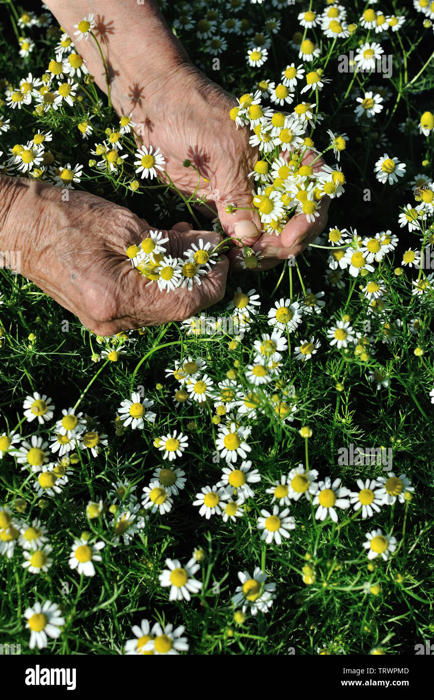 Primo piano delle mani della donna senior, picking fioritura camomilla fiori di campo (Matricaria chamomilla) - fiori omeopatico Foto Stock