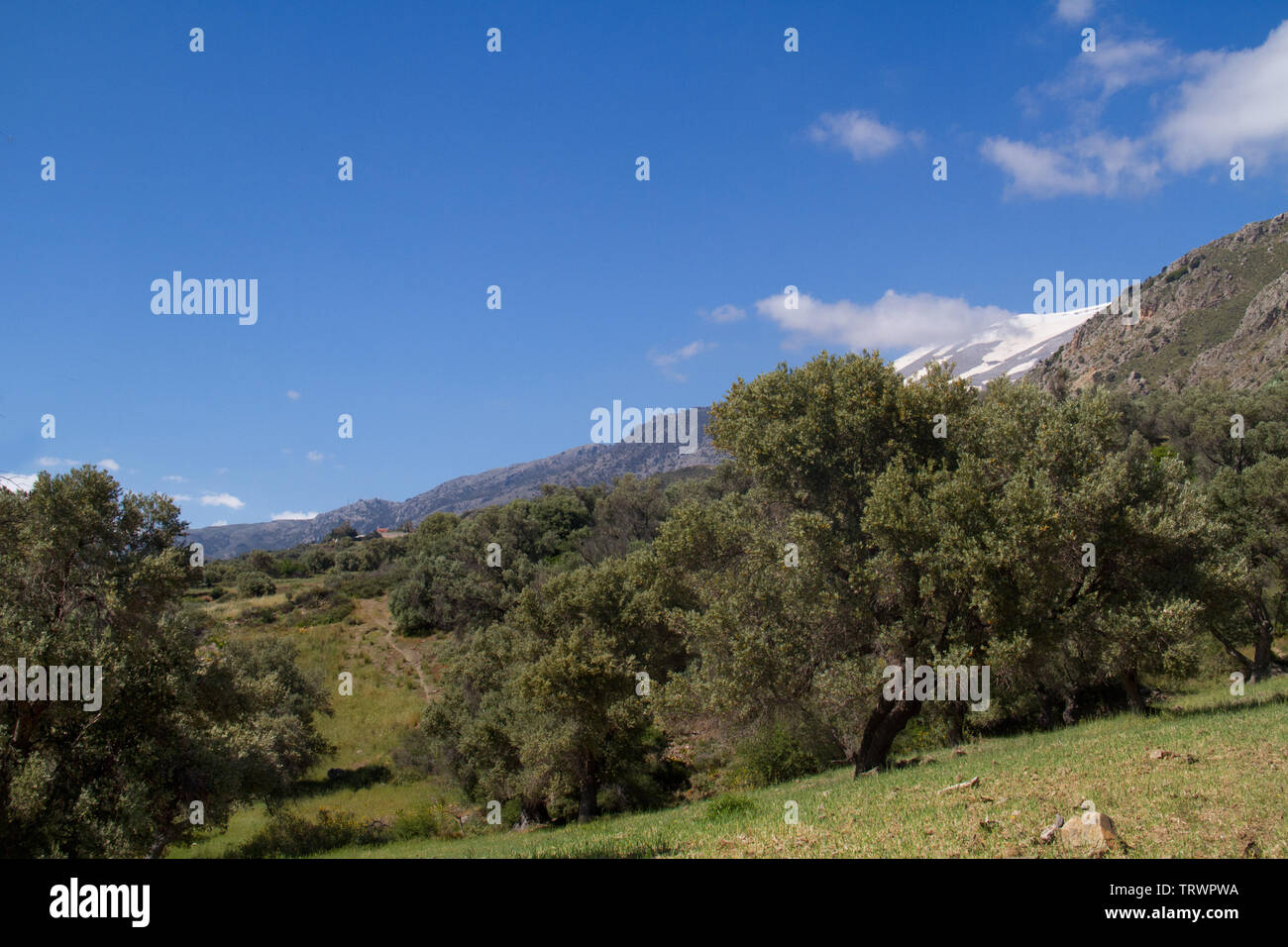 Paesaggio di Creta, Grecia: vista su un frutteto di oliva, nella distanza una coperta di neve montagna Foto Stock