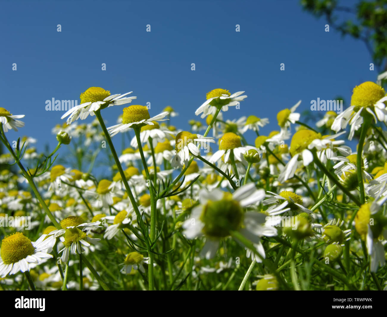 Campo di fioritura (camomilla Matricaria chamomilla) - fiori omeopatico Foto Stock