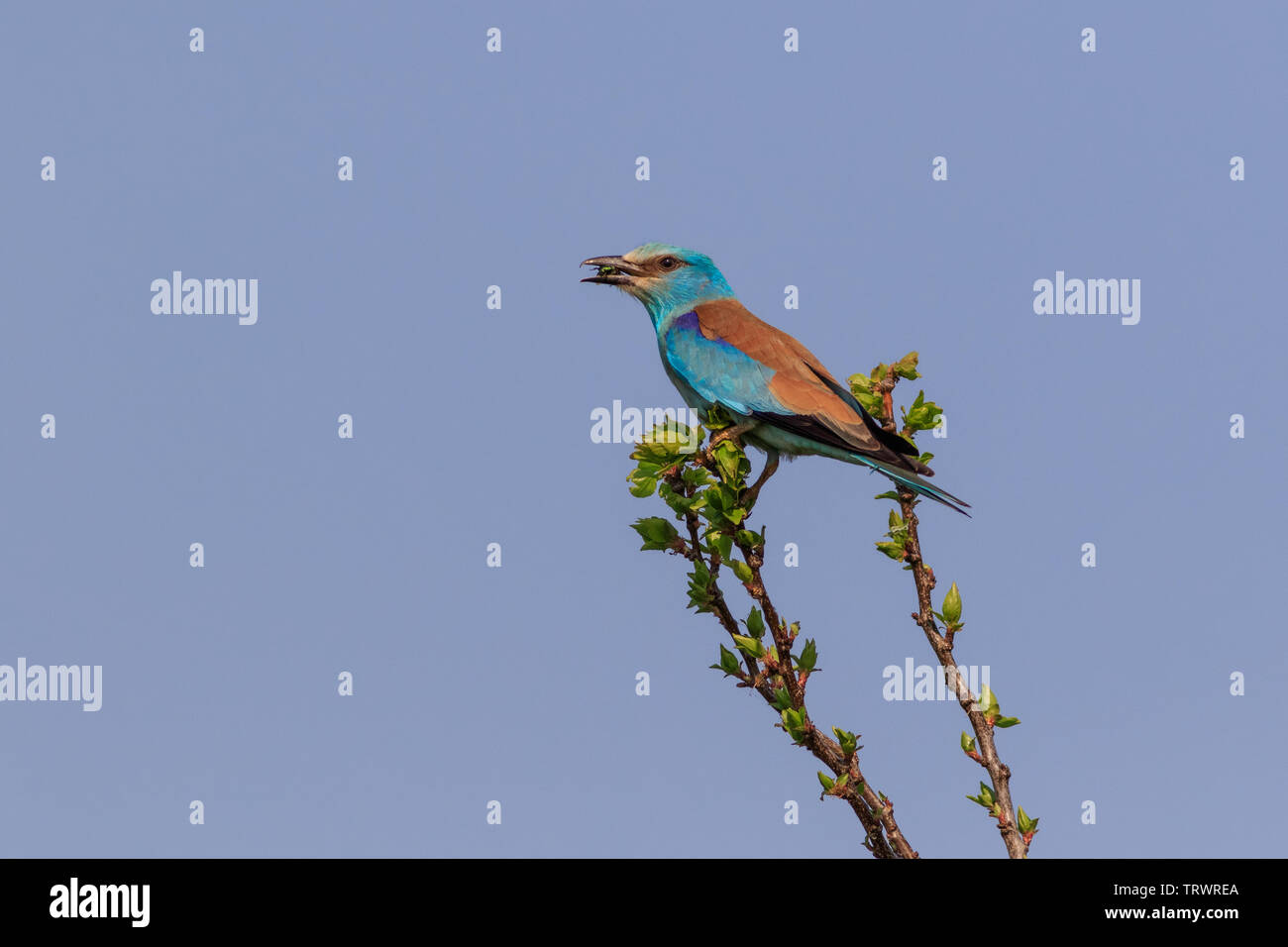 Rullo europea (Coracias garrulus) su un albero. Il Delta del Danubio, Romania Foto Stock
