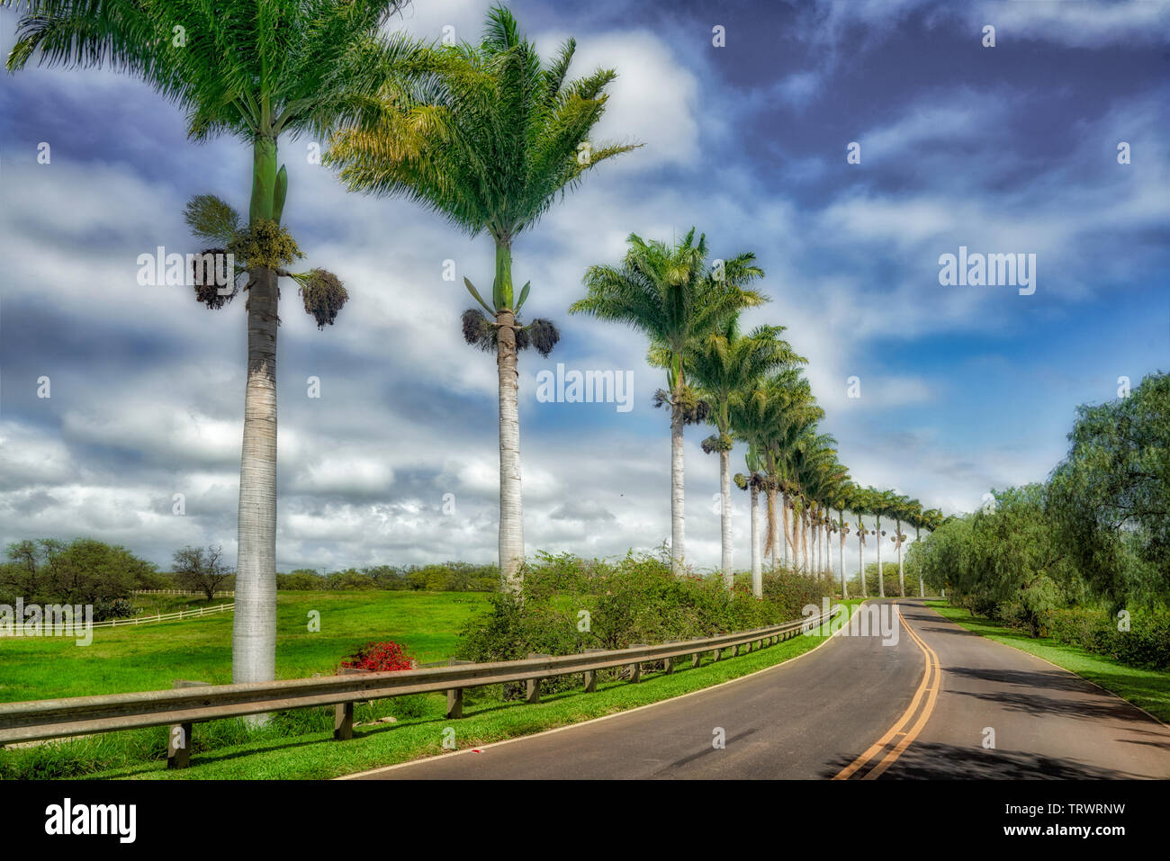 Strada fiancheggiata da palme. Mauai, Hawaii Foto Stock