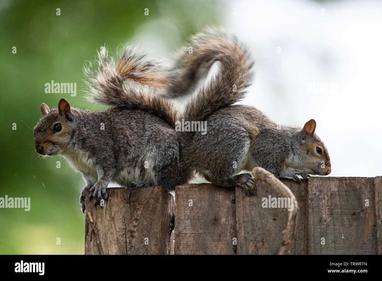 Due degli scoiattoli grigi messa a forma di cuore con le loro code Foto Stock