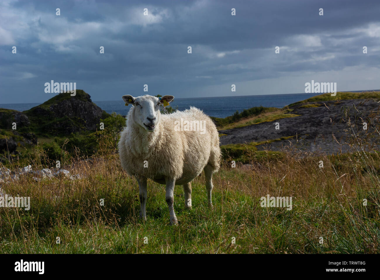 Pecore nel paesaggio norvegese di Nesland presso le isole Lofoten in Norvegia / Scandinavia Foto Stock