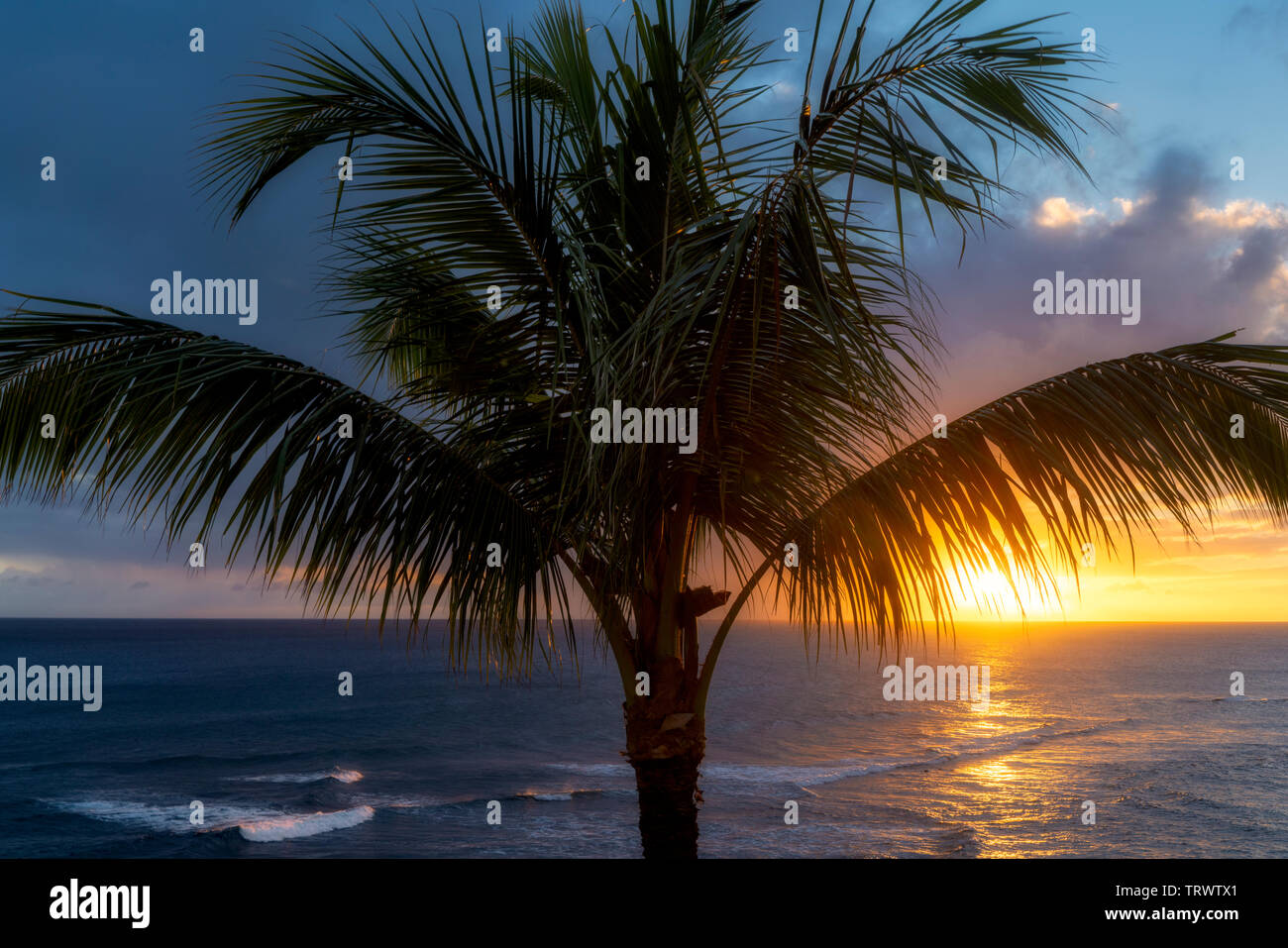 Palm Tree e il tramonto. Piopu, Kauai, Hawaii Foto Stock