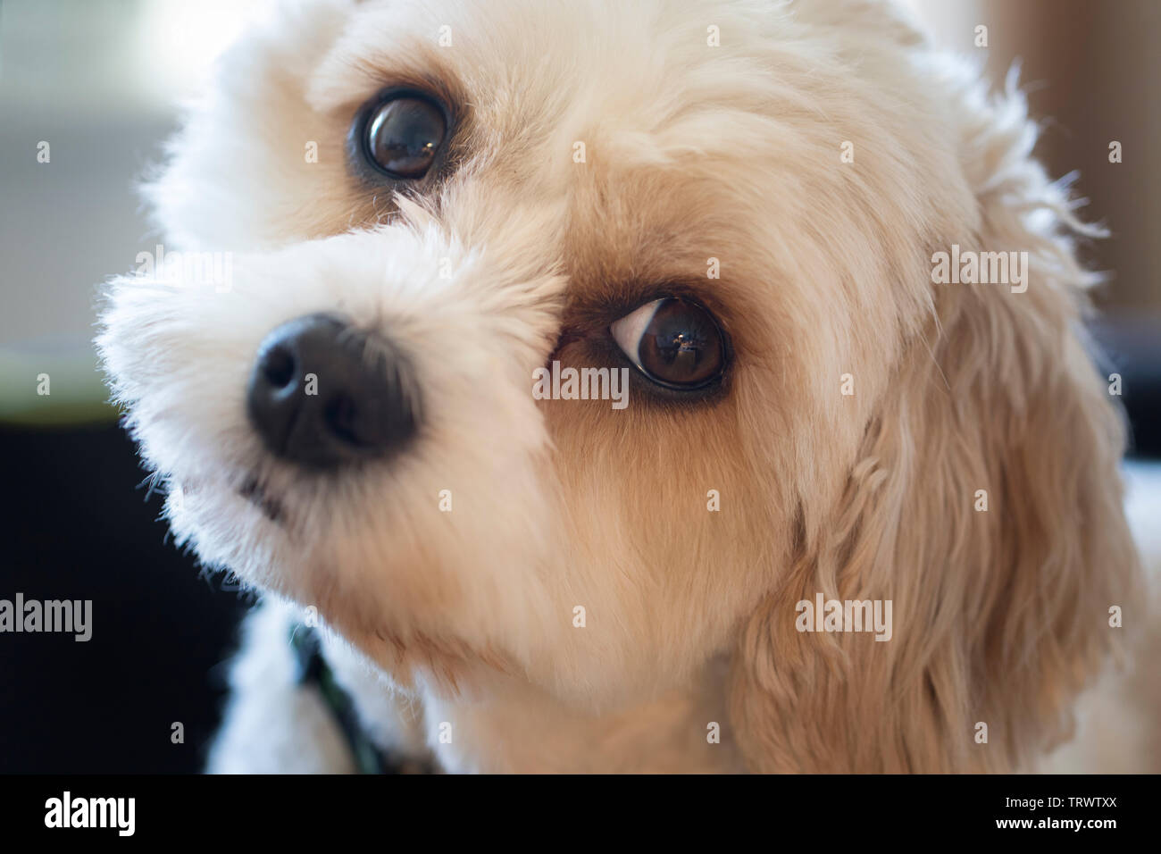 Ritratto di un bambino di 3 anni cavapoo maschio. Foto Stock