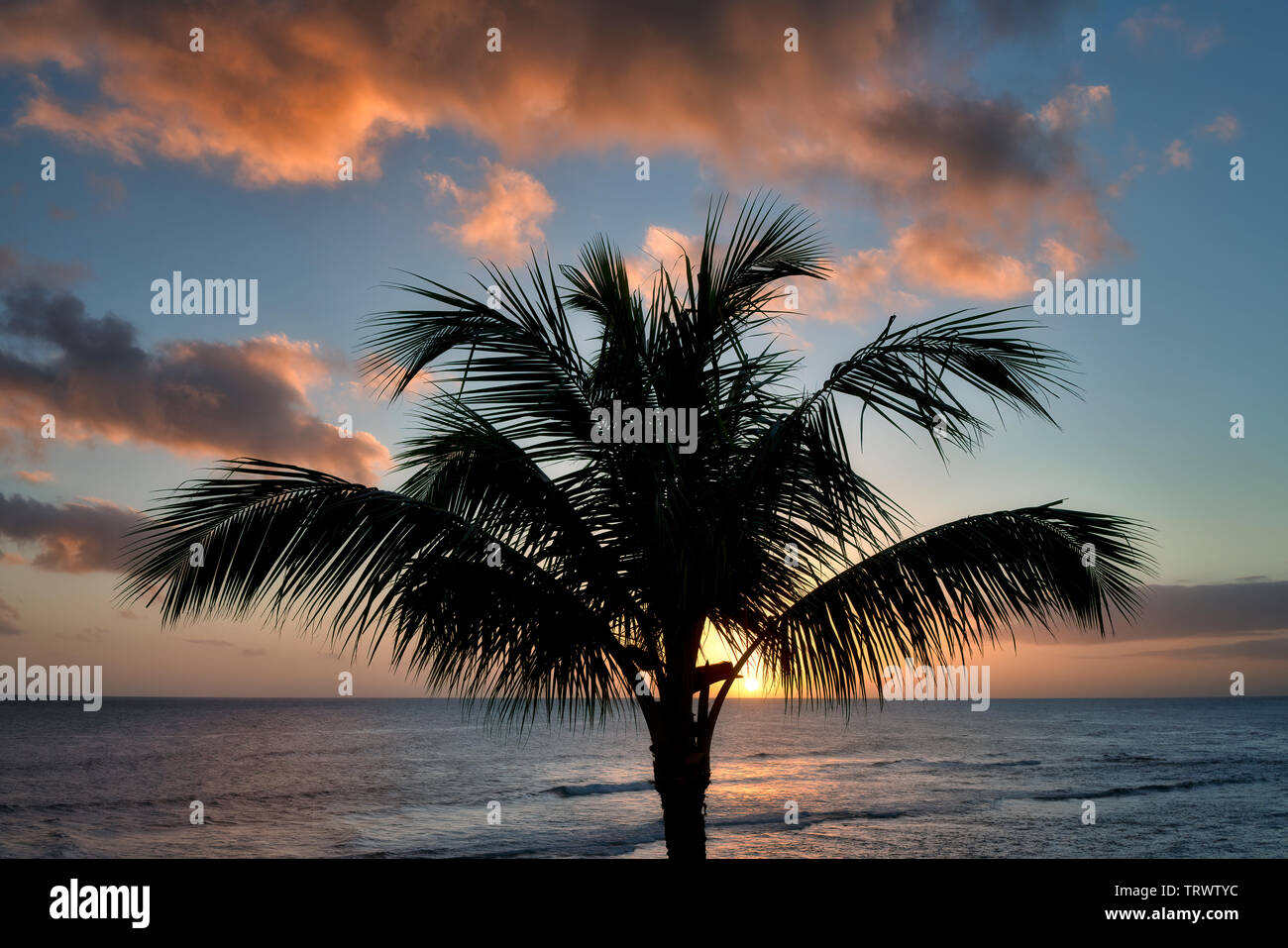 Tramonto con Palm tree. Poipu, Kauai, Hawaii Foto Stock