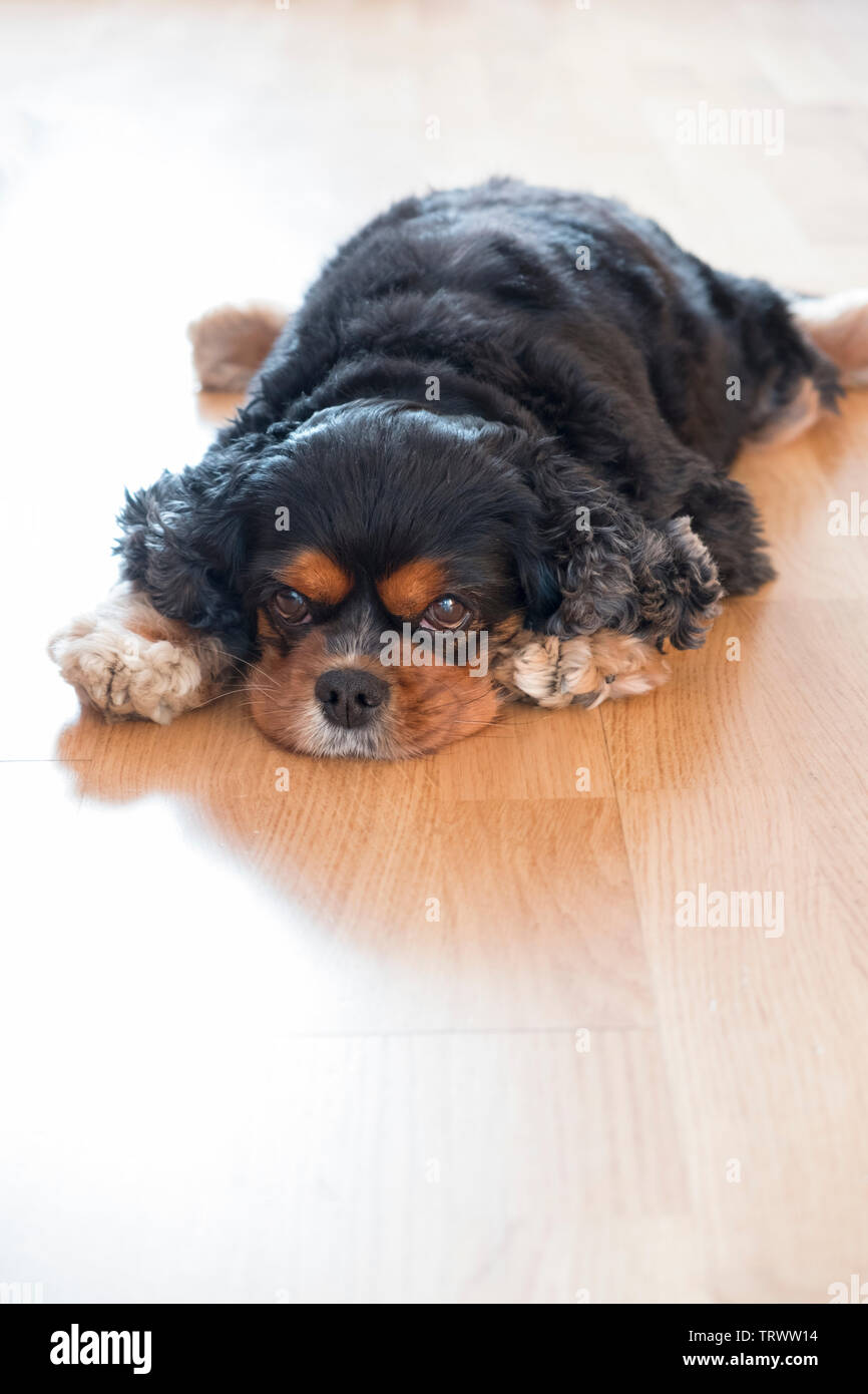 Un anziano cavapoo giacente su un pavimento di legno. Foto Stock