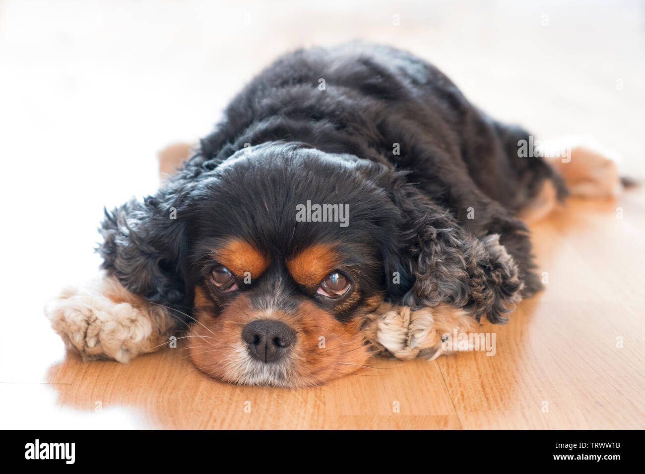 Un anziano cavapoo giacente su un pavimento di legno. Foto Stock