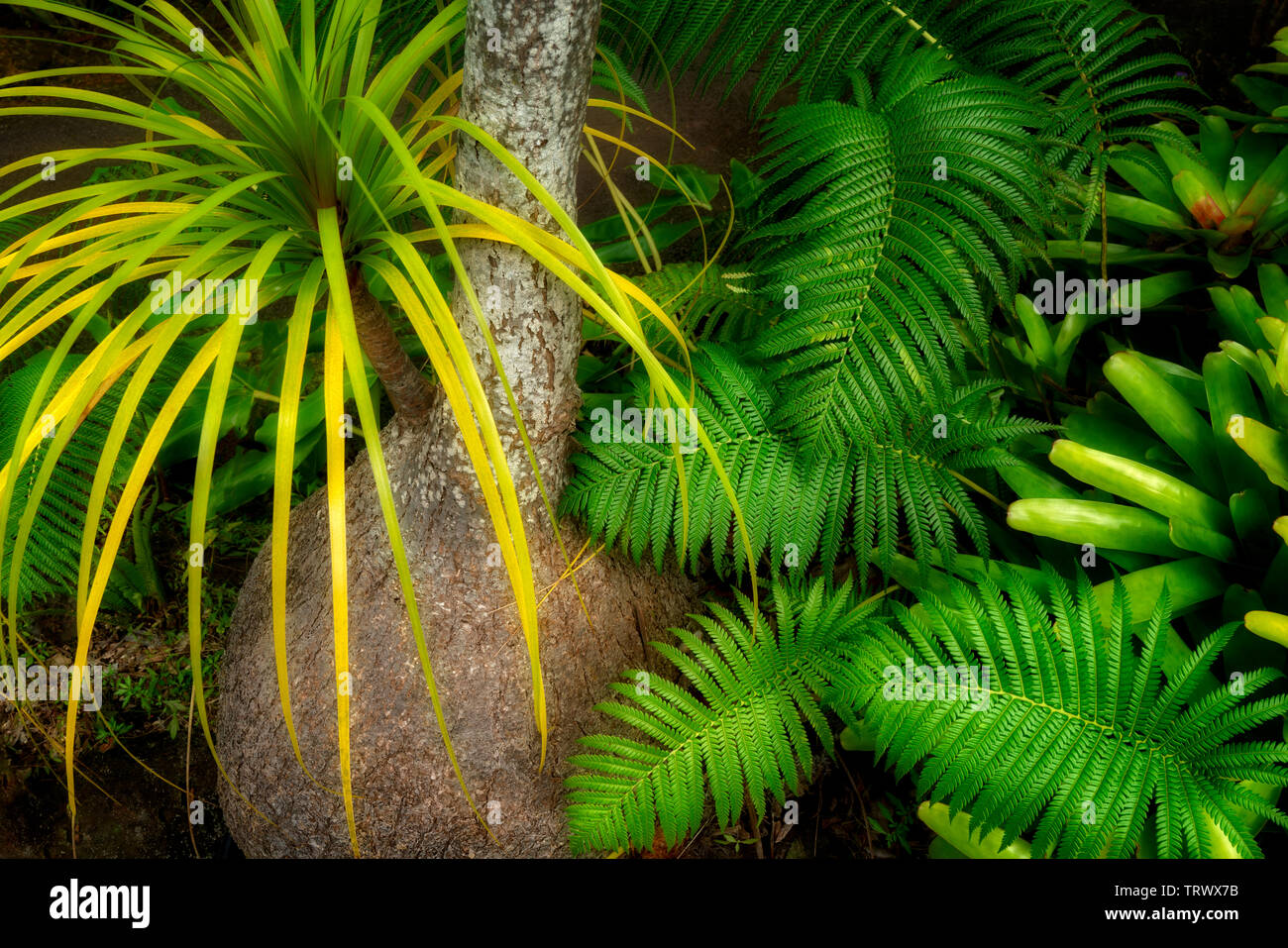 Chiudere fino a bulbo di coda di cavallo Palm tree con felci e bromeliacee. Mauai, Hawaii Foto Stock