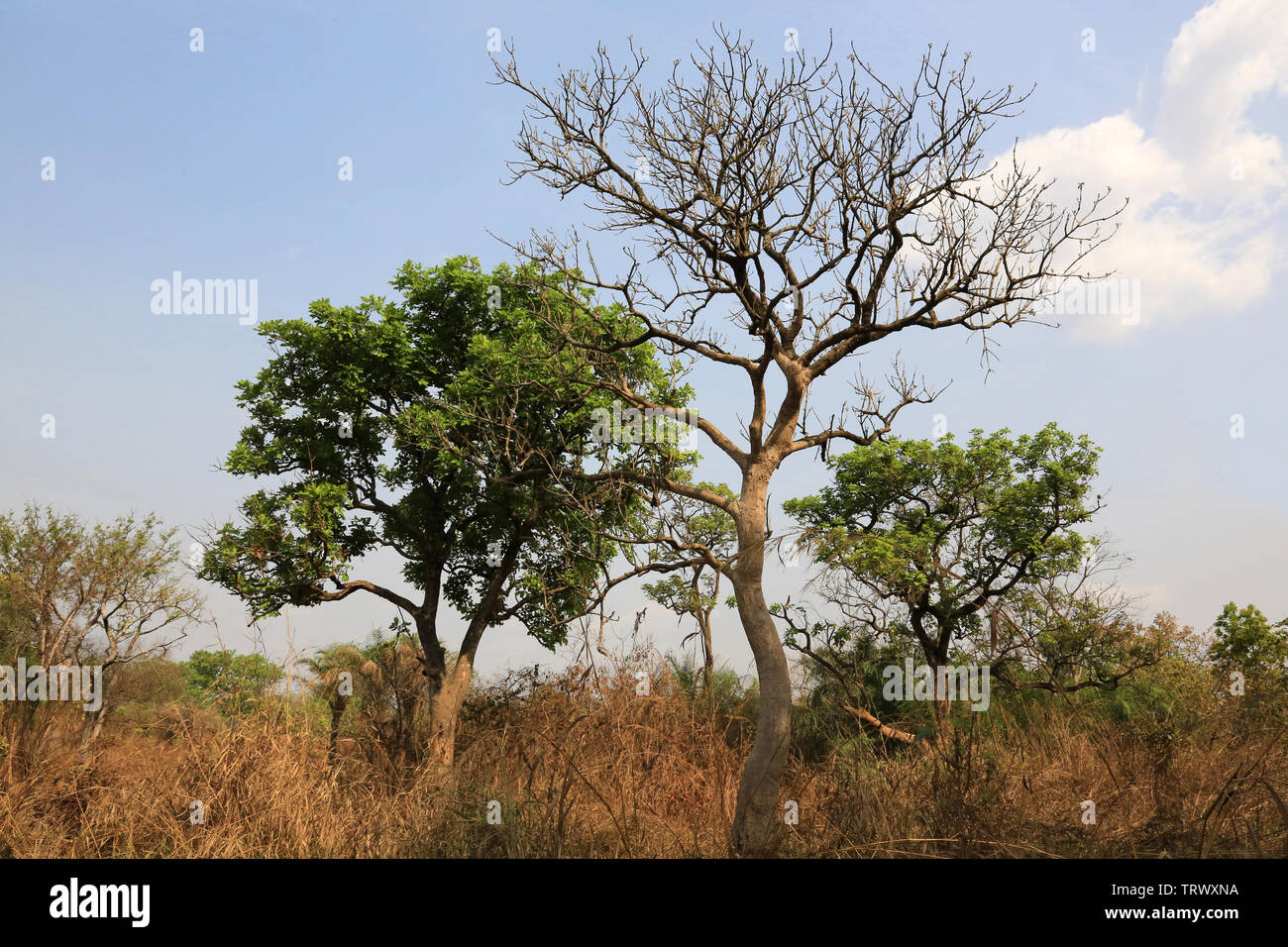 La brousse. Datcha Attikpayé. Il Togo. Afrique de l'Ouest Foto Stock