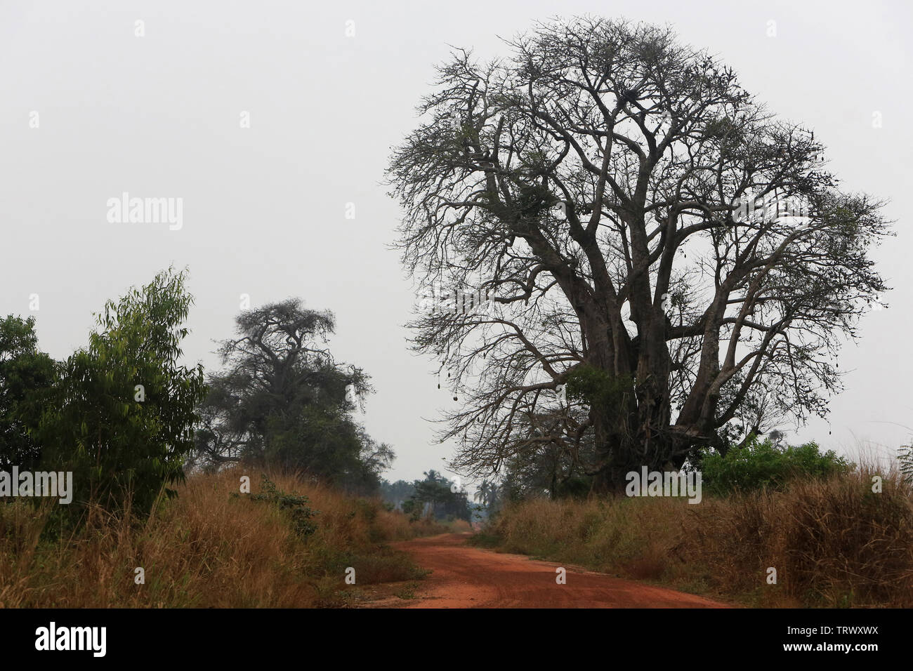 Baobab et chemin en latérite. Togoville. Il Togo. Afrique de l'Ouest. Foto Stock