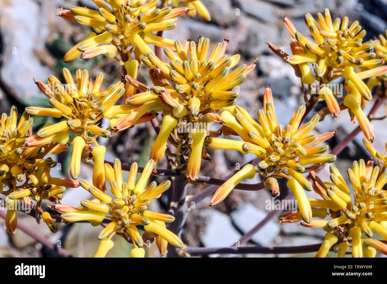 Aloe buhrii, fiori di colore giallo Foto Stock