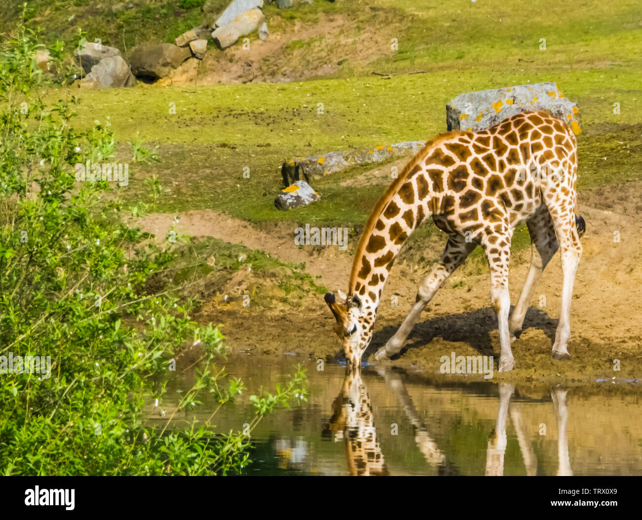 Nubian giraffe in piedi sul lato acqua di bere un po' d'acqua, specie gravemente minacciate specie animale dall'Africa Foto Stock