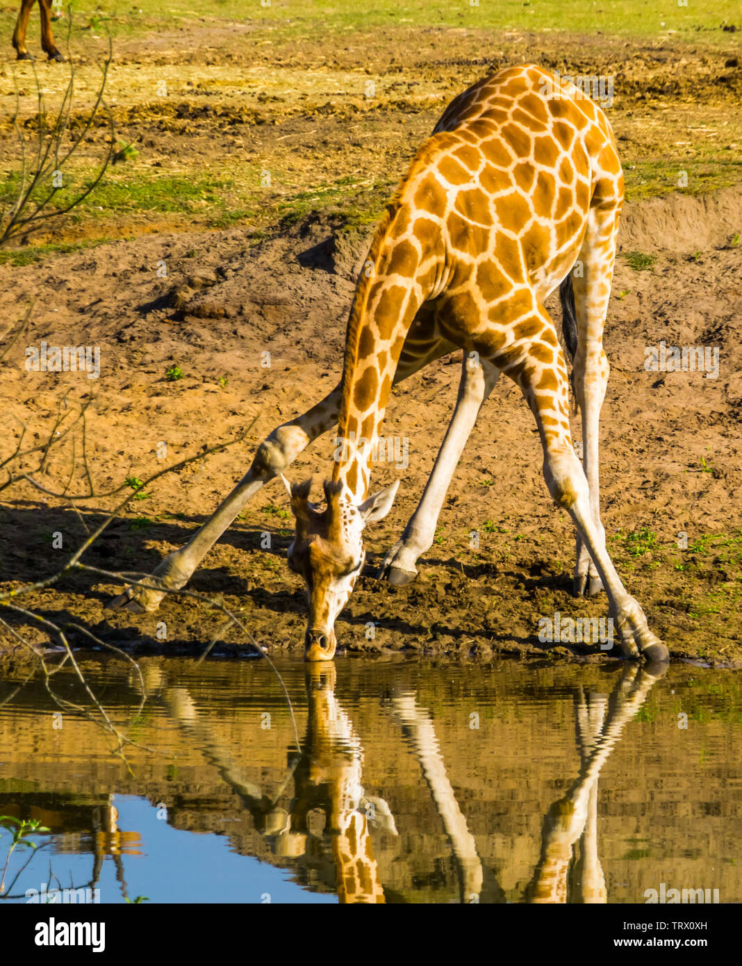 Nubian giraffe in piedi in un divertente split pongono mentre acqua potabile dal lago, specie gravemente minacciate specie animale dall'Africa Foto Stock