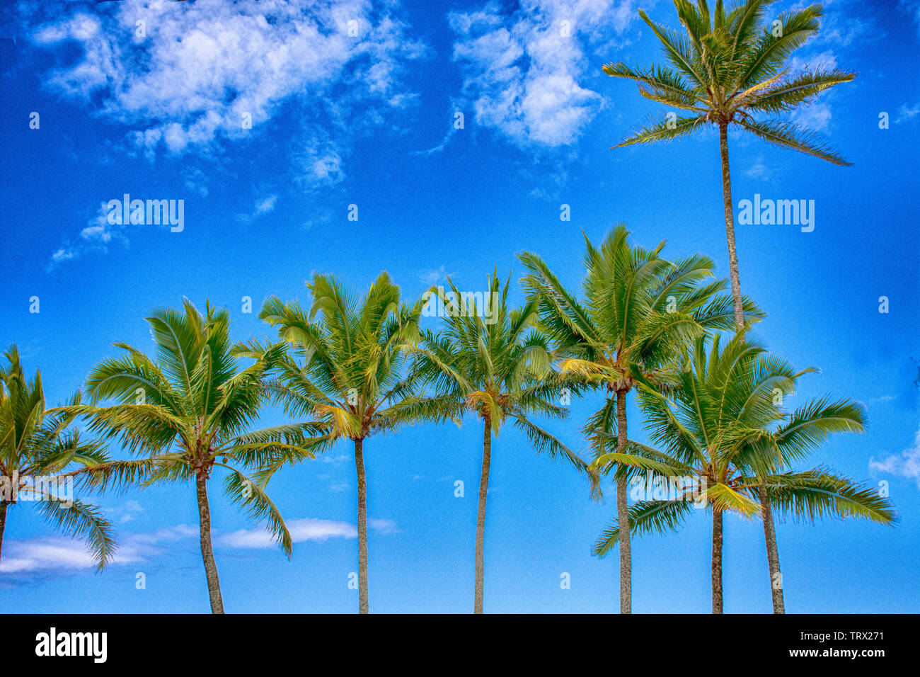 Una immagine HDR di una fila di alberi di palma, Hilo, Hawaii. Foto Stock