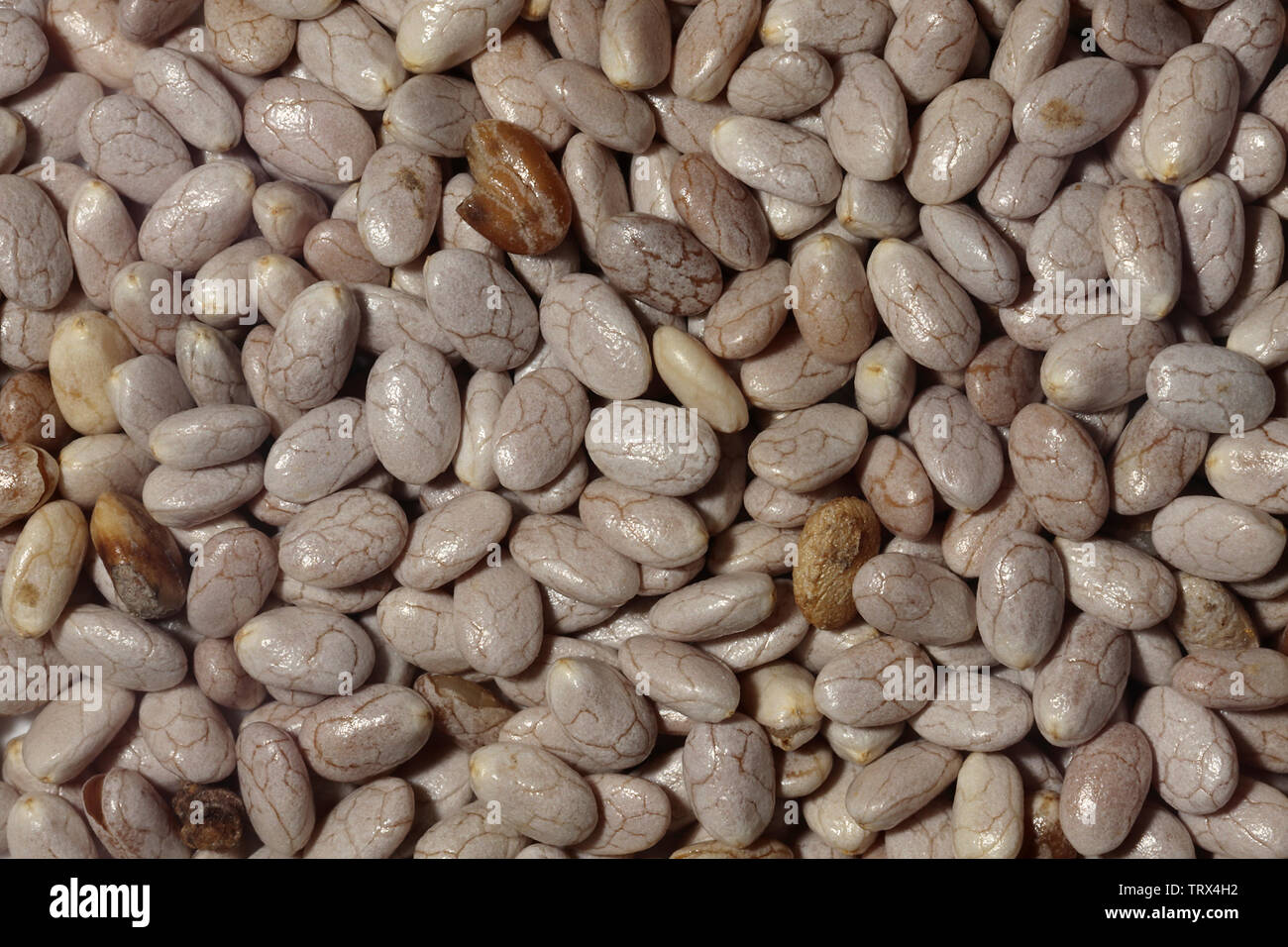 Bianco semi di Chia - Salvia hispanica - Salvia columbariae - Close Up Macro - ad alto contenuto di proteine e di fibre, potassio, ferro, calcio e magnesio Foto Stock