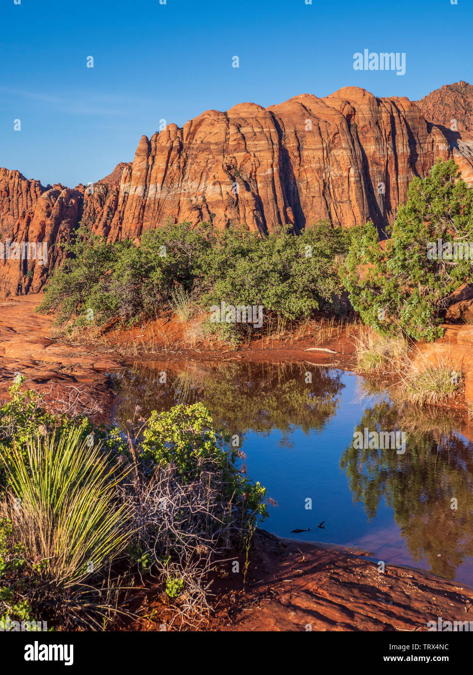 Riempiti di acqua buca, pietrificate dune, Snow Canyon State Park vicino a Saint George, Utah. Foto Stock