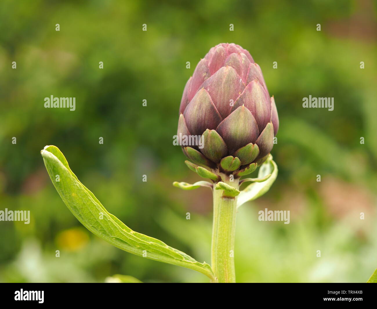 Primo piano di un carciofo bud e foglia verde in un giardino Foto Stock