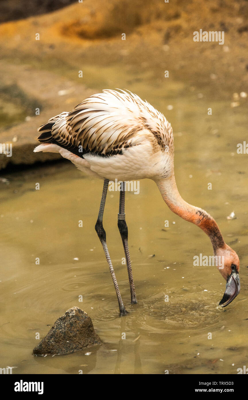 Flamingo cileni (Phoenicopterus chilensis) sorge in acque poco profonde in Sylvan Bird Park, Scozia collo, NC. Questo uccello ha gambe grigio con giunti di rosa un Foto Stock