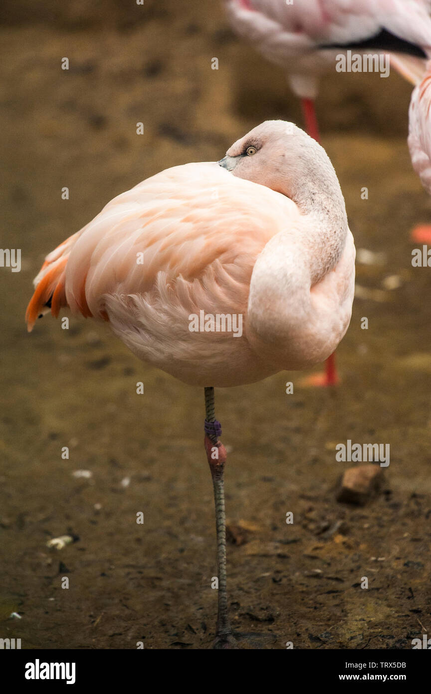 Flamingo cileni (Phoenicopterus chilensis) sorge in acque poco profonde in Sylvan Bird Park, Scozia collo, NC. Questo uccello ha gambe grigio con giunti di rosa un Foto Stock